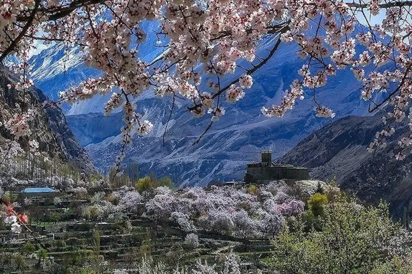 Blossom in Hunza Altit Fort