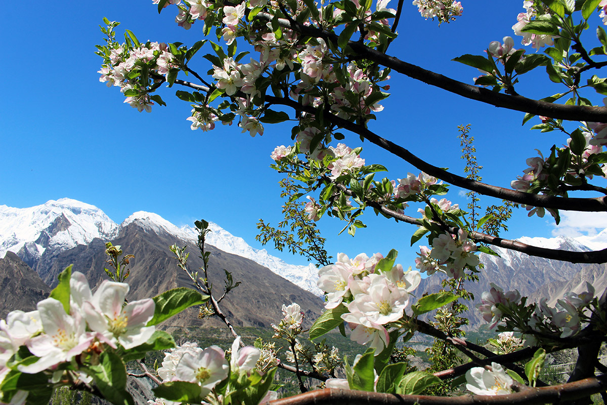 Hunza Valley Spring Tour