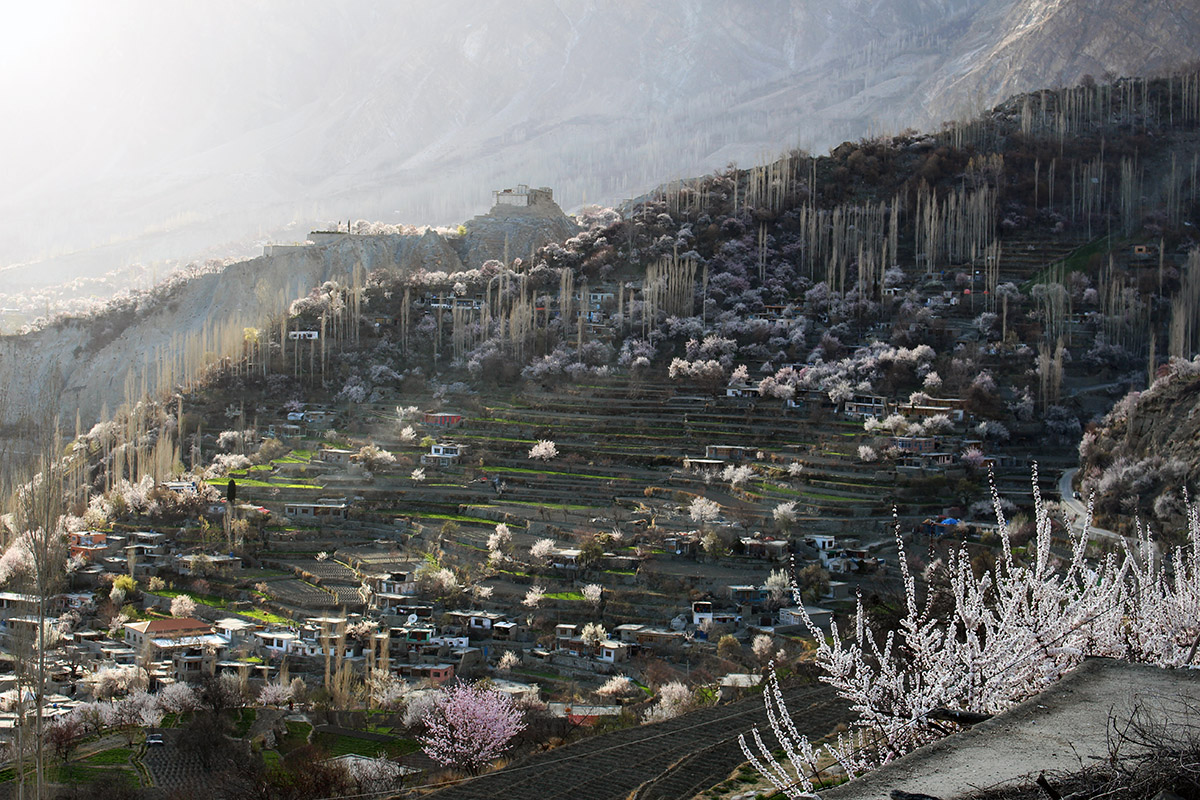 Spring Blossom Tour Hunza Valley