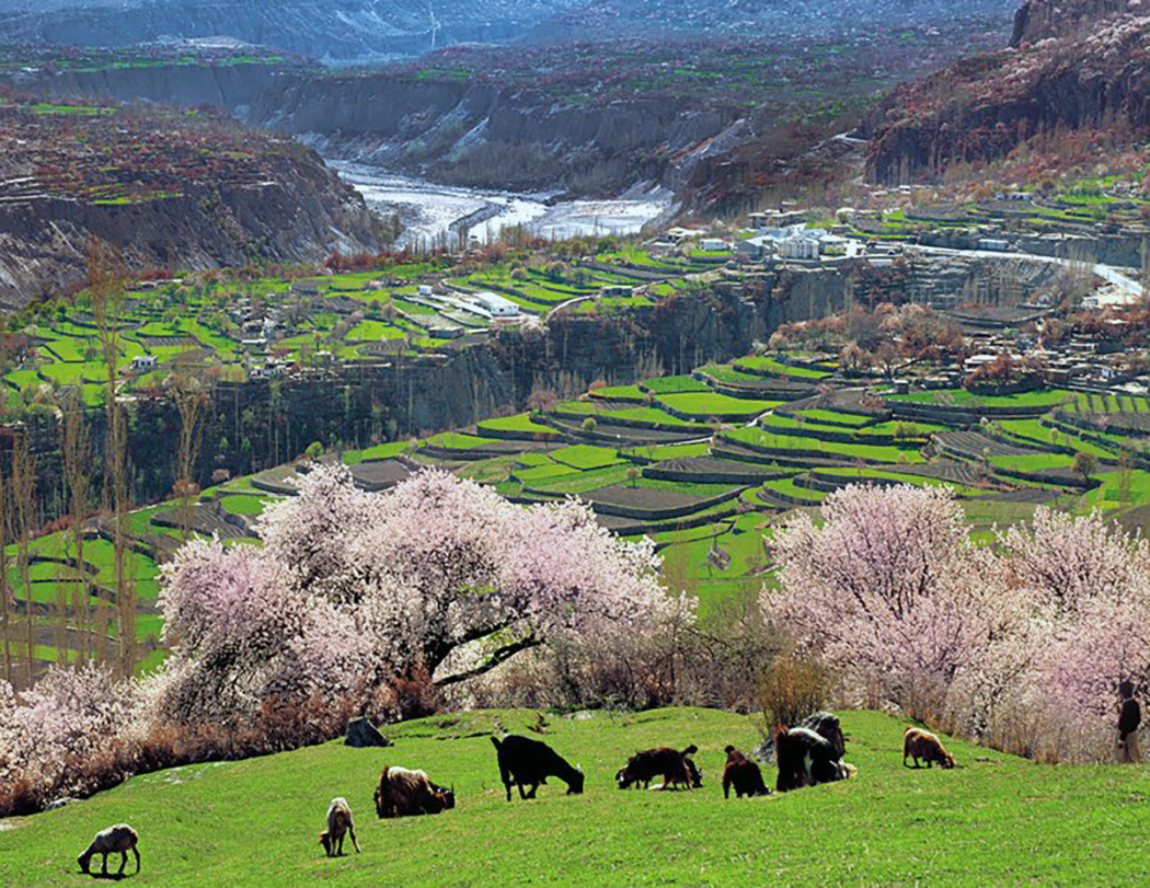 Spring Tour Hunza & Skardu Valley