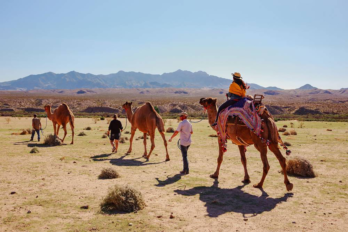 Camel Safari by Hunza Guides