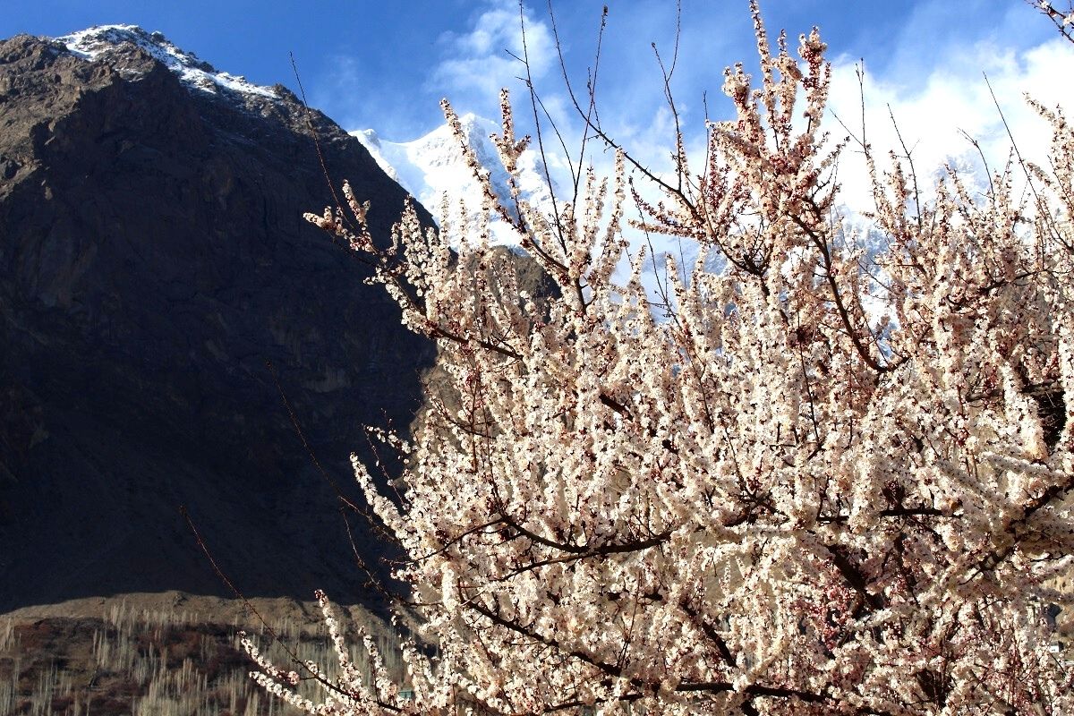 Apricot season in Hunza
