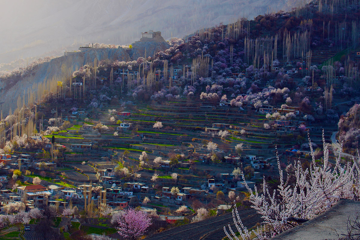 Apricot Spring Tour Hunza Valley